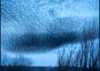 Murmuration - John Scholey